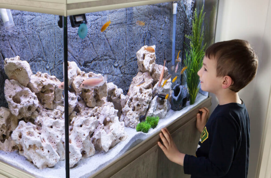 Akwarystyka słodkowodna