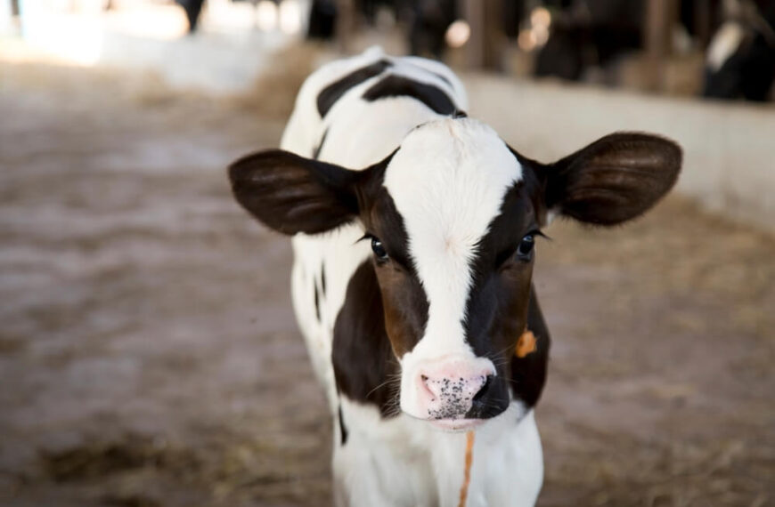 calf guide