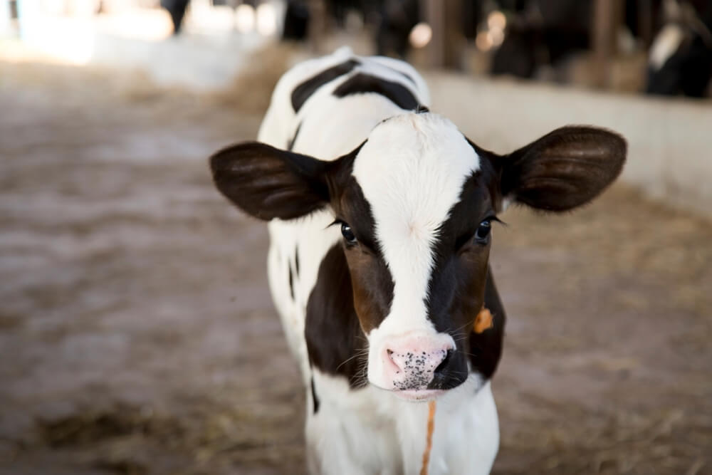 calf guide